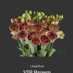 VIP Brown
