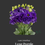 Luxe Purple