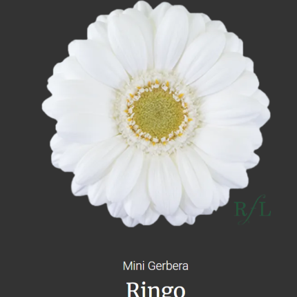 Ringo