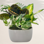 Oval Boat Shaped Ceramic With Foliage Dish Garden