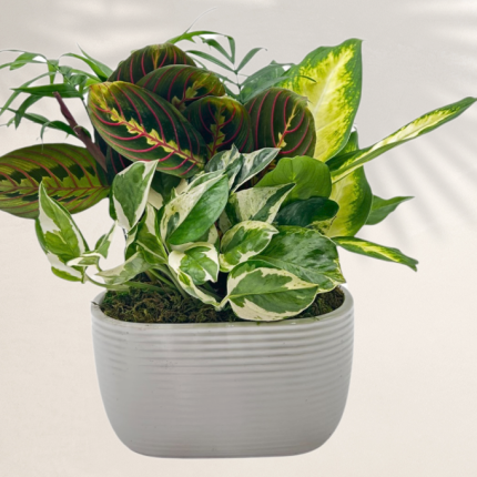 Oval Boat Shaped Ceramic With Foliage Dish Garden