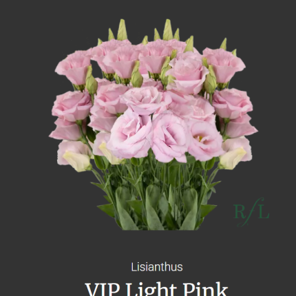 VIP Light Pink