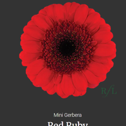 Red Ruby