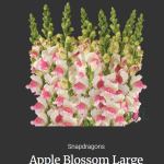 Apple Blossom