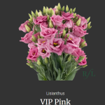 VIP Pink