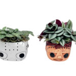 Tiny Terrors Assortment W/ 4" Asst. Foiage