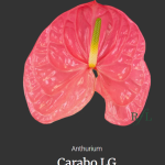 Carabo