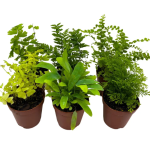 Fern