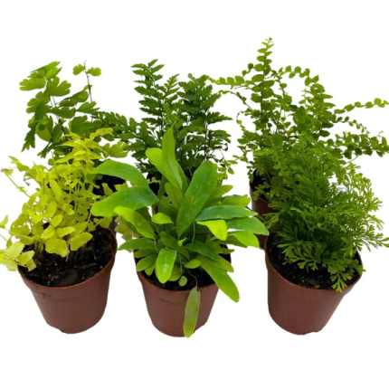Fern