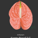 Sante Royal