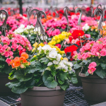 Begonia
