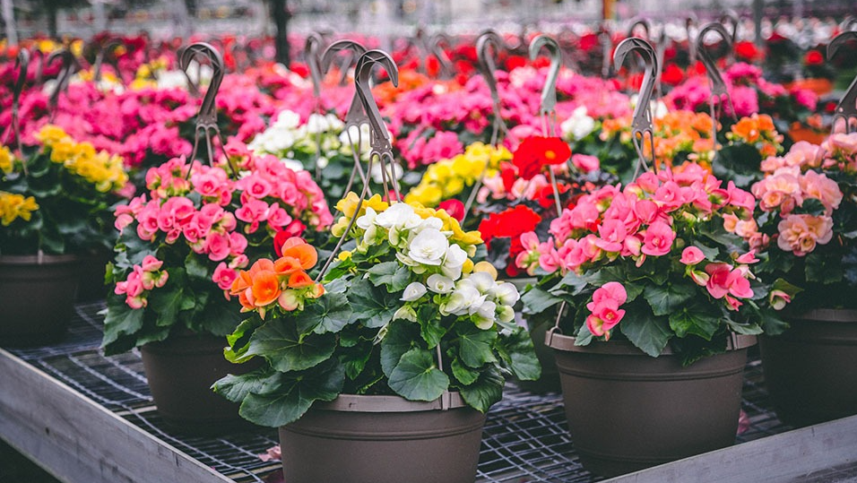 Begonia