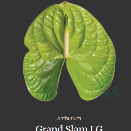 Grand Slam