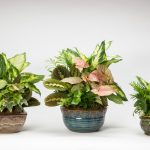 Assorted Ceramic With Foliage Dish Garden