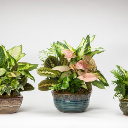 Assorted Ceramic With Foliage Dish Garden