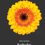 Barbados