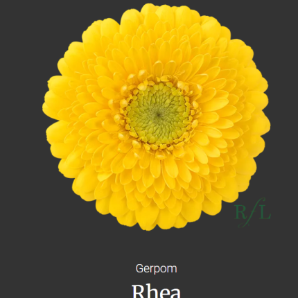 Rhea