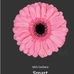Smart