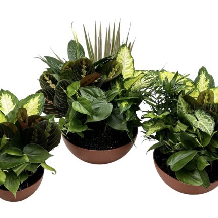 Terra Bowl With Foliage Dish Garden
