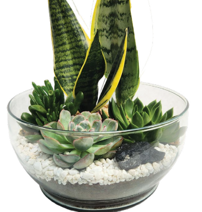 Ovation Garden