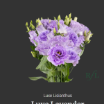 Luxe Lavender