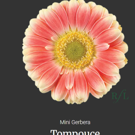 Tompouce