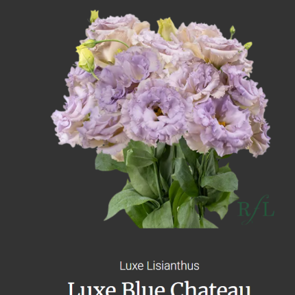 Luxe Blue Chateau