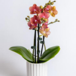Phalaenopsis Orchid - Triple Spike