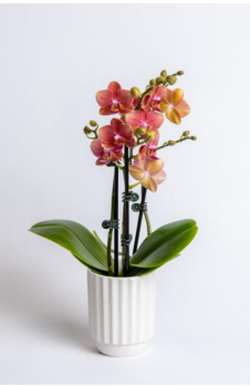 Phalaenopsis Orchid - Triple Spike