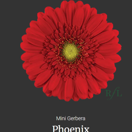 Phoenix