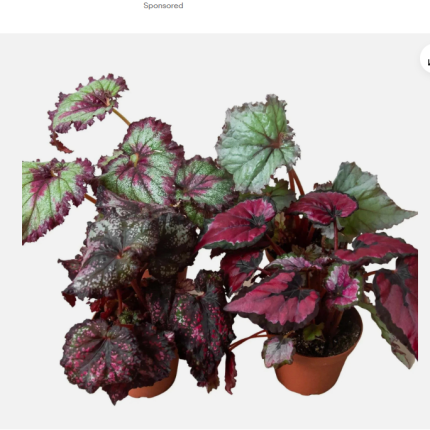 Rex Begonia