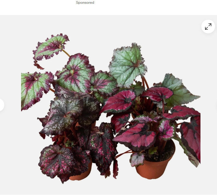 Rex Begonia