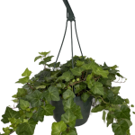 Ivy Trailing HB