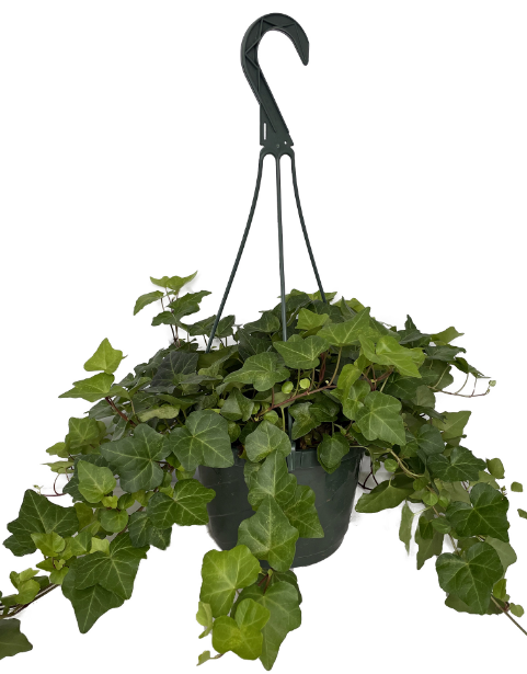 Ivy Trailing HB