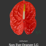 Sun Eye Orange