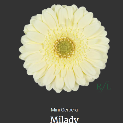 Milady