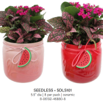 Seedless Watermelon Mason