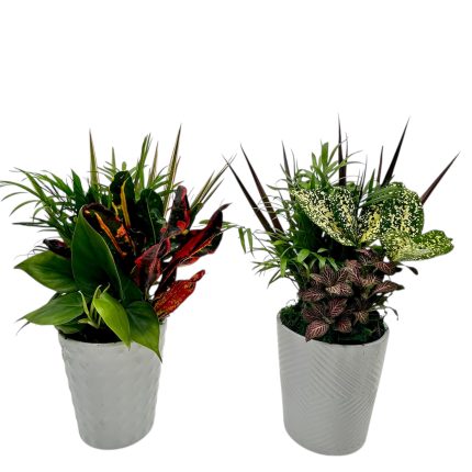 Tall White Ceramic Pot With Dish Garden