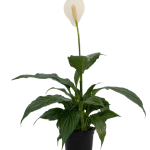 Peace Lily
