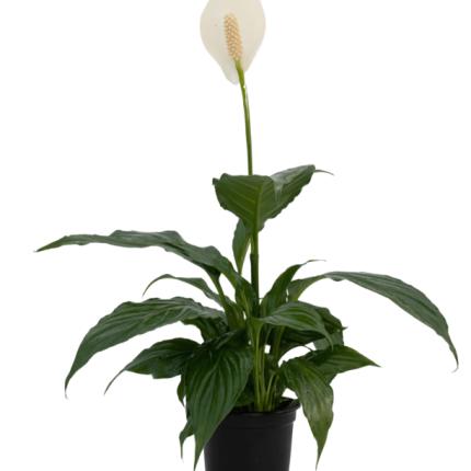 Peace Lily