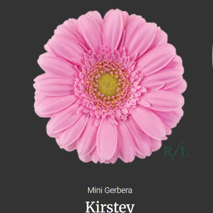Kirstey