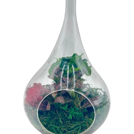 Raindrop Terrarium
