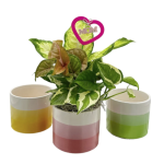 Zora Ceramic With 4" Dish Garden - Assorted Colors