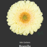 Romily