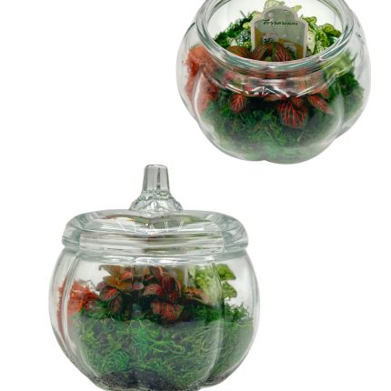 Glass Pumpkin Terrarium