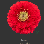 Roterio
