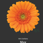 Max