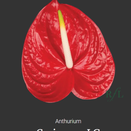 Carisma
