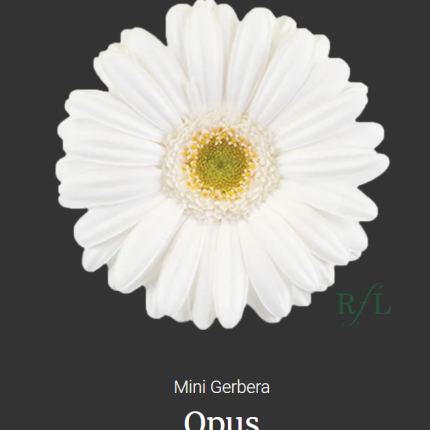 Opus