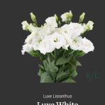 Luxe White